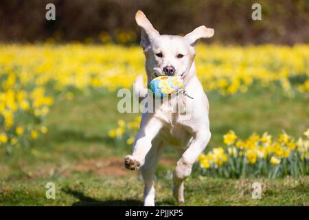 REDAKTIONELLE VERWENDUNG NUR 9 Monate alte weibliche gelbe Labrador Retriever Cross, Sunny nimmt an der Sight Loss Charity Guide Dogs' Easter Egg Hundejagd Teil, die für ihre derzeitige Kohorte von Blindenhunden, Müttern und Welpen durch Verwendung von Spielzeug und Leckereien anstelle von Eiern hundefreundlich gemacht wurde. Ausgabedatum: Montag, 3. April 2023. Die Aktivität wurde von Experten für Blindenhunde entwickelt, um das Bewusstsein für das 12-monatige Abonnementprogramm der Wohltätigkeitsorganisation zu schärfen, Good Dog! So erhalten Hundebesitzer Trainingstipps, leicht verständliche Videos und Tipps zum Wohlbefinden. Das Foto sollte lauten: David Parry/PA Wire. Stockfoto