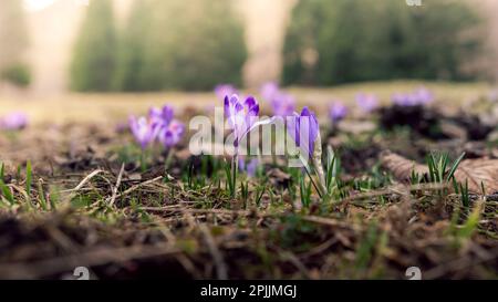 Wunderschöne Krokusse und frische Grashalme symbolisieren den Frühling in Podhale. Unscharfe Berge im Hintergrund. Koscielisko, Polen. Stockfoto