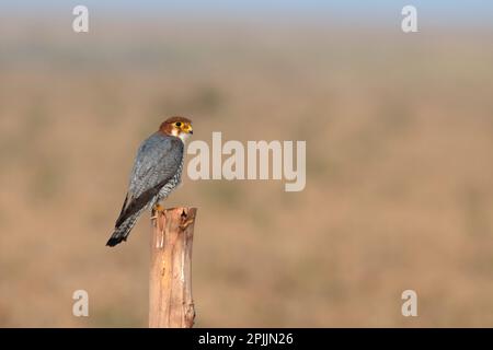 Rothalsfalke (Falco chicquera), auch bekannt als Rothaariger merlin oder Rothaariger Falke, beobachtet in der Nähe von Nalsarovar in Gujarat, Indien Stockfoto