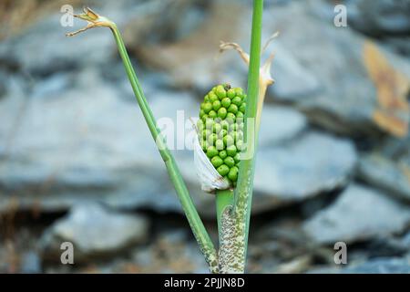 Verwelkte stinkende Blume Dracunculus vulgaris Samen grün auf der griechischen Insel Rhodos Rhodoswunderschöne Vegetation auf einem Berg. Verwelkte Pflanze stinkt Stockfoto