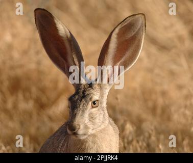 Schwarzschwanzmakrele - Lepus californicus - Osterhase Stockfoto