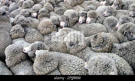 Schaf – Eine enge Strickgruppe Stockfoto