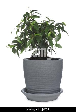 Wunderschöne Ficus-benjamina-Pflanze in einem Topf isoliert auf weiß. Einrichtung des Hauses Stockfoto