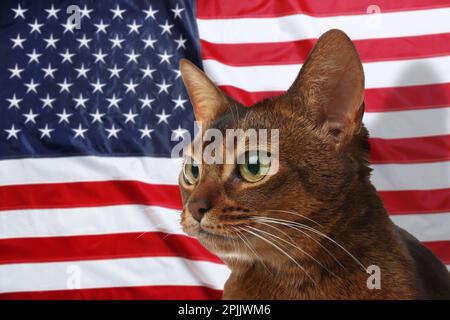 Süße Katze gegen Nationalflagge der Vereinigten Staaten von Amerika Stockfoto