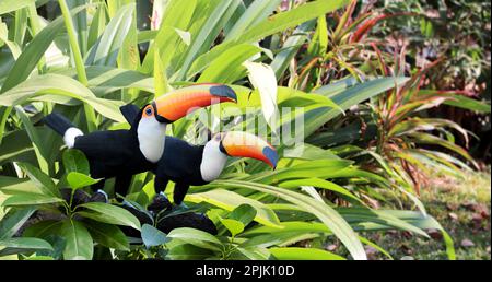 Horizontales Banner mit zwei schönen bunten Tukan-Vögeln (Ramphasidae) auf einem Ast in einem Regenwald. Ein paar Tukan-Vögel und Blätter von tropischen Pl Stockfoto