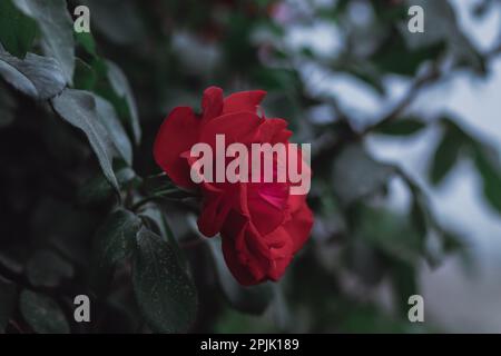 Eine rote Rose auf einem Hintergrund mit grünen Blättern - ein dunkel verschwommener Hintergrund Stockfoto