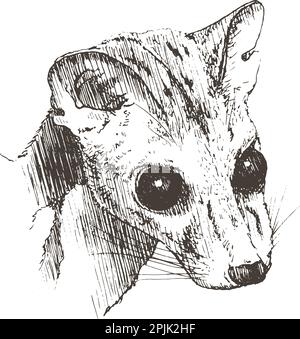 Wiesel, handgezeichnet, Vektordarstellung Stock Vektor