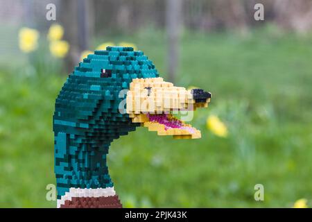 Nahaufnahme einer Mallard-Entenskulptur aus Legosteinen, die im April 2023 in Merseyside gesehen wurde. Stockfoto