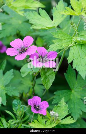 Geranium psilostemon Ivan, mehrjährig, gelbkörnige Blätter, rot-violette Blüten, dunkle Adern, Dunkles Auge Stockfoto