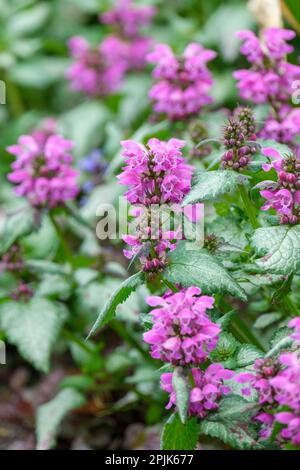 Lamium maculatum Beacon Silver, immergrüne ewige, silberne Blätter mit grünen, rosafarbenen Blumen Stockfoto