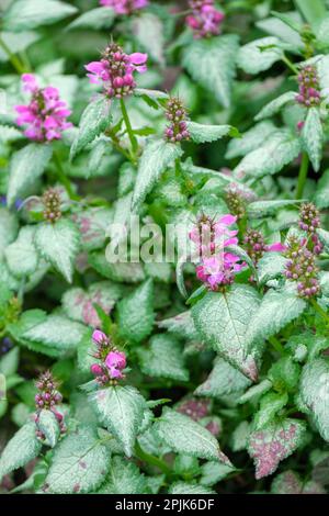 Lamium maculatum Beacon Silver, immergrüne ewige, silberne Blätter mit grünen, rosafarbenen Blumen Stockfoto