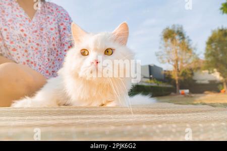 Eine Frau, die mit weißen persischen Katzen im Vorgarten spielt. Stockfoto