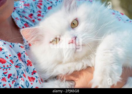 Weiße persische Katze in der Umarmung einer Frau Stockfoto