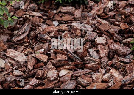 Holzspäne für den Landschaftsbau. Pinienrinde, die im Gartenbau als Dünger und zur Dekoration unter Bäumen und Büschen verwendet wird Stockfoto