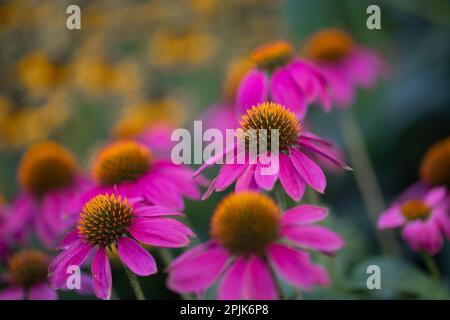 Koneflowers (Echinacea) mit rosa Blütenblättern in voller Blüte vor gelben Koneflowers mit unscharfem Hintergrund Stockfoto