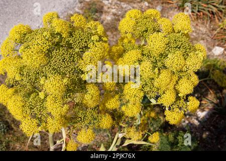 Dingli Cliffs, Malta. 23. März 2023. Der maltesische Riesenfenchel (Ferula melitensis) ist auf den Dingli-Klippen in Malta sehr verbreitet. Stockfoto