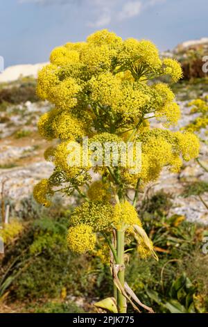 Dingli Cliffs, Malta. 23. März 2023. Der maltesische Riesenfenchel (Ferula melitensis) ist auf den Dingli-Klippen in Malta sehr verbreitet. Stockfoto