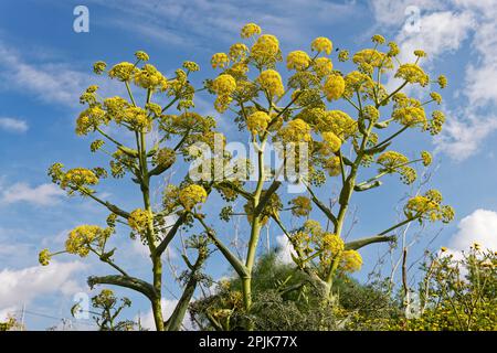 Dingli Cliffs, Malta. 23. März 2023. Der maltesische Riesenfenchel (Ferula melitensis) ist auf den Dingli-Klippen in Malta sehr verbreitet. Stockfoto