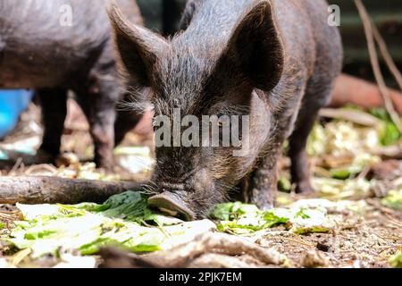 Schweine und Ferkel, die frisches Gemüse in ihrem Stall auf einem Lifestyle-Block essen. Stockfoto