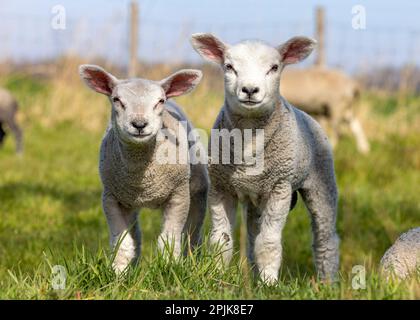 Zwei süße Lämmer stehen nebeneinander auf einer grünen Weide, Lämmer Seite an Seite, glücklich und fröhlich Stockfoto