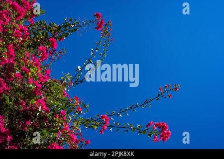 Die blühende Bougainvillea mit leuchtenden rosa Blumen am blauen Himmel. Stockfoto