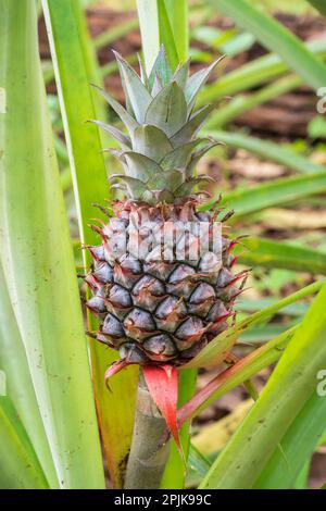 Nahaufnahme von jungen Ananasfrüchten oder Ananas comosus, die im tropischen Garten in Thailand wachsen Stockfoto