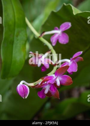 Nahaufnahme der farbenfrohen tropischen epiphytischen Orchideenart Hygrochilus parishii var Marriottiana mit violetten, weißen und orangefarbenen Blüten Stockfoto