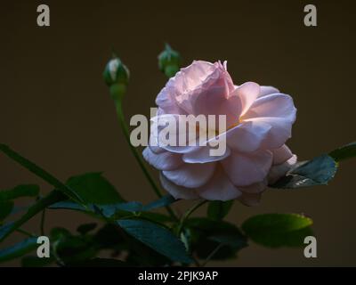 Nahaufnahme einer frischen, blühenden, cremefarbenen Rosa mit Knospen und isoliert im Freien bei Morgensonne auf dunklem Hintergrund Stockfoto