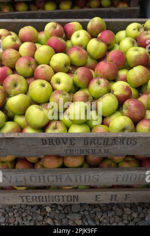 Kiste frisch gepflückter Äpfel in einer Holzkiste, Drive Orchard, Thornham, Norfolk, Vereinigtes Königreich; Konzept für gesunde Ernährung, fünf am Tag Stockfoto