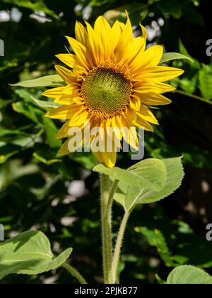 Sonnenblumenkopf, Helanthus annuus, senkrecht Stockfoto