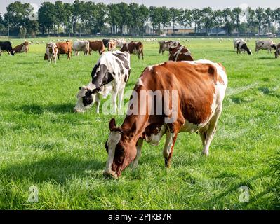 Herde Friesian Holstein und Rotweiß-Kühe, die auf grüner Wiese in Polder bei Langweer, Friesland, Niederlande weiden Stockfoto