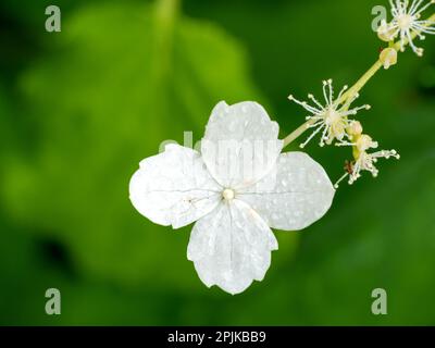 Kletternde Hortensien, Hydrangea anomala sub. Petiolaris, Nahaufnahme der weißen Blume Stockfoto