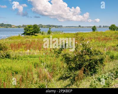 Feuchtgebiet Blanke Slikken mit Sümpfen auf der Insel Tiengemeten in der Haringvliet-Mündung, Südholland, Niederlande Stockfoto