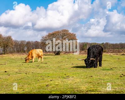 Schottische Hochlandkühe mit langen Haaren und Hörnern, die im Naturschutzgebiet Westerheide bei Hilversum, het Gooi, Niederlande, Gras weiden Stockfoto