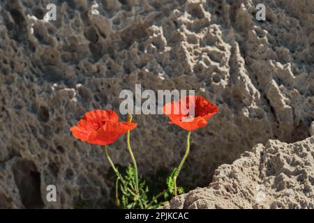Zwei rote Mohnblumen am Berghang, wunderschöne Frühlingsblumen mit selektivem Weichzeichner, rotes Blumendesign oder Rahmen Stockfoto