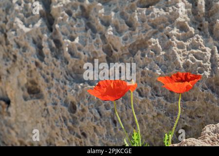 Blühende rote Mohnblumen an einem Berghang an der Küste des Meeres, wunderschöne Frühlingsblumen mit selektiv verschwommenem Weichzeichner, rotes Blumendesign oder Fra Stockfoto