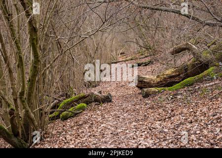 Ein Wanderweg durch einen einsamen Wald als Abenteuerweg mit Blättern und Baumstämmen auf dem Boden im Winter, Deutschland Stockfoto