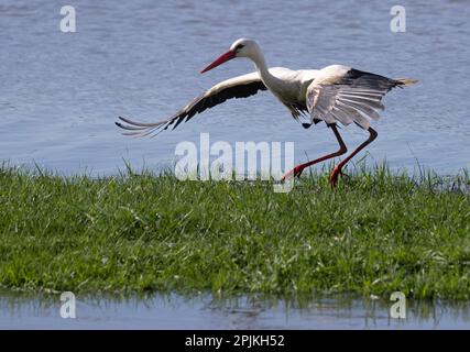 Nidderau, Deutschland. 03. April 2023. Ein Storch fliegt über eine überflutete Wiese. Nach Tagen des Regens werden große Gebiete im Tiefland überflutet. Kredit: Boris Roessler/dpa/Alamy Live News Stockfoto