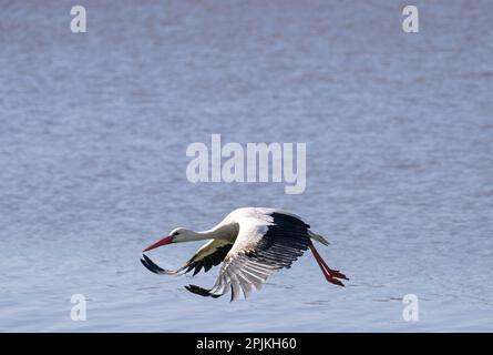 Nidderau, Deutschland. 03. April 2023. Ein Storch fliegt über eine überflutete Wiese. Nach Tagen des Regens werden große Gebiete im Tiefland überflutet. Kredit: Boris Roessler/dpa/Alamy Live News Stockfoto