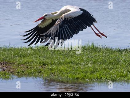 Nidderau, Deutschland. 03. April 2023. Ein Storch fliegt über eine überflutete Wiese. Nach Tagen des Regens werden große Gebiete im Tiefland überflutet. Kredit: Boris Roessler/dpa/Alamy Live News Stockfoto