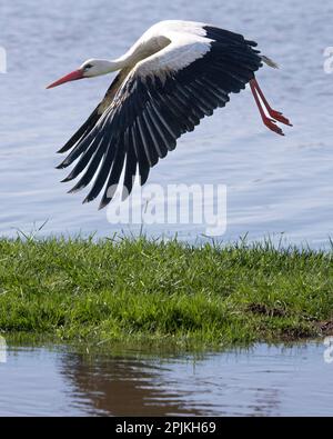 Nidderau, Deutschland. 03. April 2023. Ein Storch fliegt über eine überflutete Wiese. Nach Tagen des Regens werden große Gebiete im Tiefland überflutet. Kredit: Boris Roessler/dpa/Alamy Live News Stockfoto