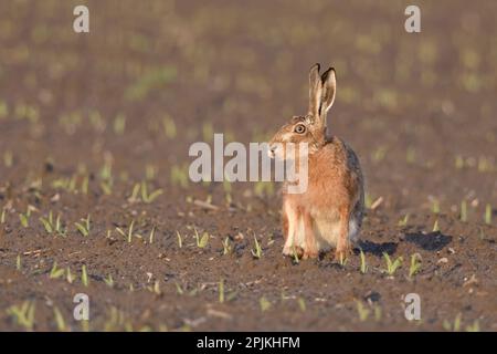 Irritierender Look... Europäischer Hase ( Lepus europaeus ) sitzt im Abendlicht auf einem frisch bepflanzten Feld, lustiges, ausdrucksstarkes Bild Stockfoto