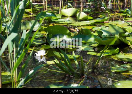 Wilde und aquatische Natur im Ökosystem des Donaudeltas: delta-See bedeckt mit Blättern, Blumen von Seerosen und Schilf. Stockfoto