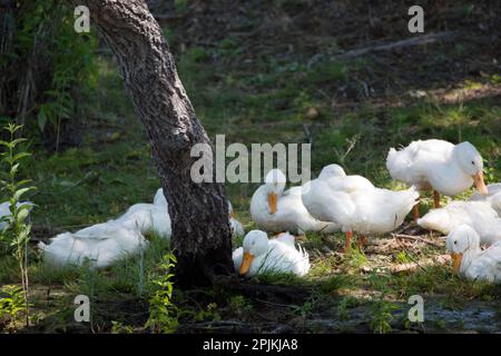 Wilde und aquatische Natur im Ökosystem des Donaudeltas: Eine wilde Herde weißer Enten, die im Schatten eines Baumes an einem der Ufer eines Kanals ruht. Stockfoto