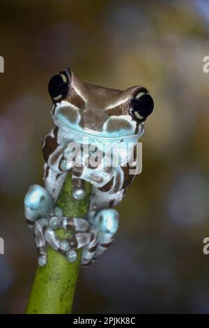 Australien. White's Baumfrosch greift nach Pflanzenstamm. Stockfoto