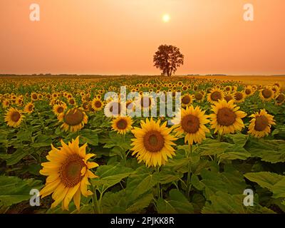 Kanada, Manitoba, Dugald. Feld mit Sonnenblumen und Baumwollbaum bei Sonnenuntergang. Stockfoto