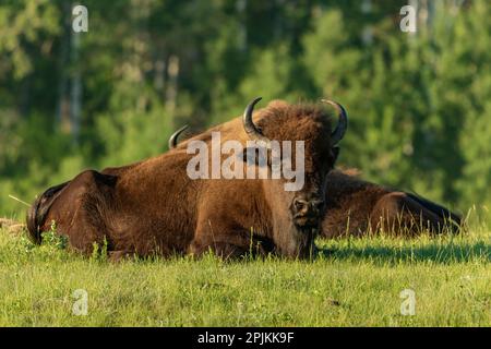 Kanada, Manitoba, Riding Mountain National Park. Prärie-Bison-Erwachsene, die im Gras ruhen. Stockfoto