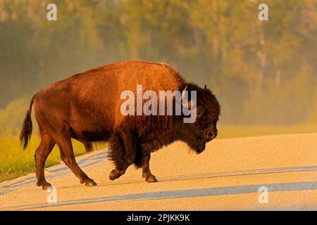 Kanada, Manitoba, Riding Mountain National Park. Prärie-Bisons, Erwachsenenüberquerung der Straße. Stockfoto