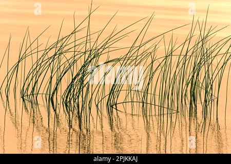 Kanada, Manitoba, Wekusko Falls Provincial Park. Schilf reflektiert Muster im Wekusko Lake. Stockfoto