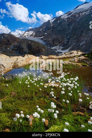 Scheuchzers BaumwollGras oder weißes Baumwollgras vor dem Gletscher Gurgler Ferner im Tal Gurgler Tal. Europa, Österreich, Tirol Stockfoto